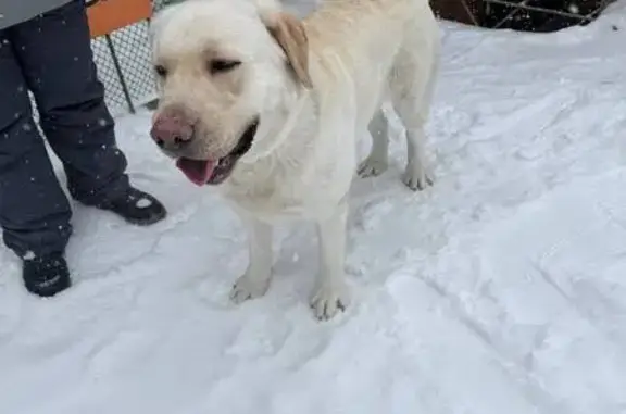 Найдена собака, Екатеринбург, фото: Найден собака, мужской, улица Лыжников, Екатеринбург - палевый лабрадор