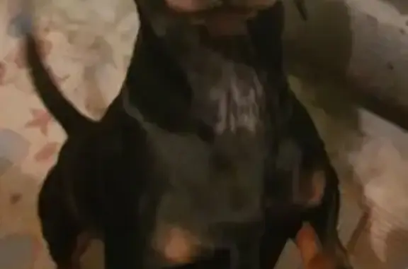 Пропал собака, Клин, Московская область - такса чёрно подпалый, очень добрый - photo