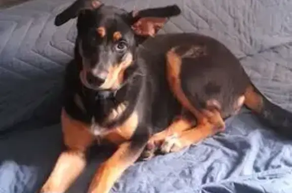 Пропала собака, улица Болейко, 1, Челябинск - крупная, в голубом ошейнике - photo