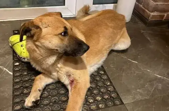 Найденные животные Жуковский, фото: Найден пёс, Новорождественный проезд, Жуковский - рыжий окрас, покусы на лапах