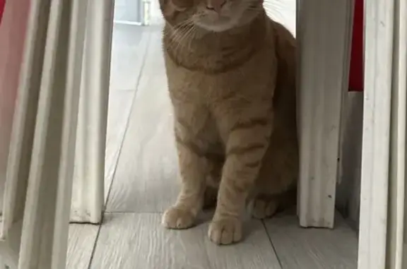 Пропал кот, улица Калинина, 48, Батайск - рыжий с белым пятнышком на животе - photo