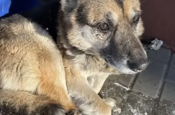 Найдена собака, Томск, фото: Найдена собака, Партизанская улица, 23, Томск - хромает и не ест