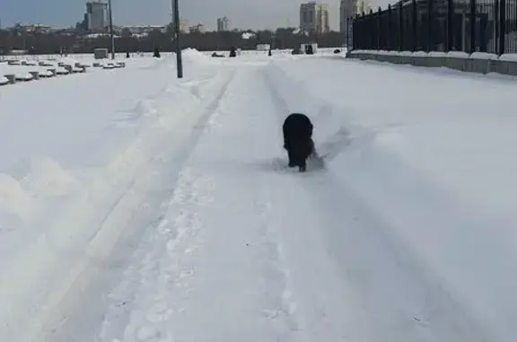 Найдена собака, Калининград, фото: Найдена собака, Солнечный бульвар, 25, Калининград - чёрный и пушистый