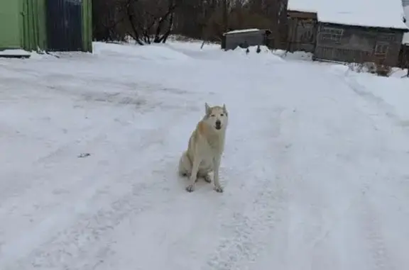 Пропала собака, женский пол, Тимирязевское сельское поселение, Ивановская область - украли в Лухском районе - photo