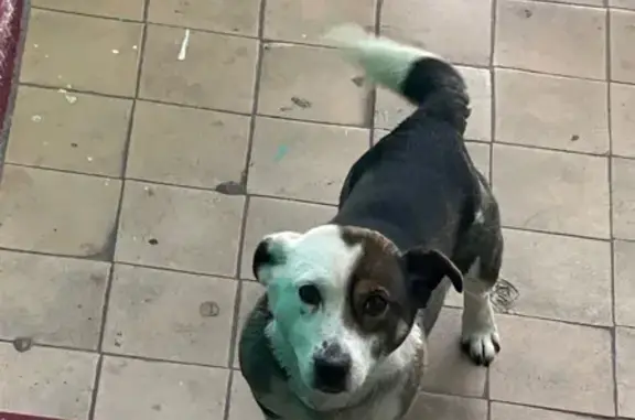 Найдена собака, Курск, фото: Найдена собака, улица Дубровинского, 9, Курск - добрая и приученная к рукам