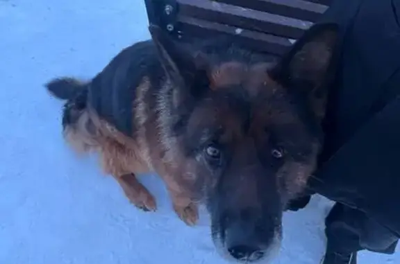 Найдена собака, Якутск, фото: Найдена собака, улица Фёдора Попова, 13/6, Якутск - добрая, след от ошейника