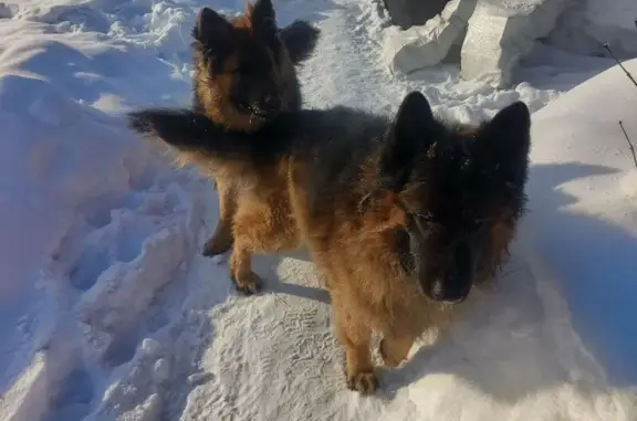 Пропал собака, Ереванская улица, Новокузнецк - немецкая овчарка с ошейником - photo
