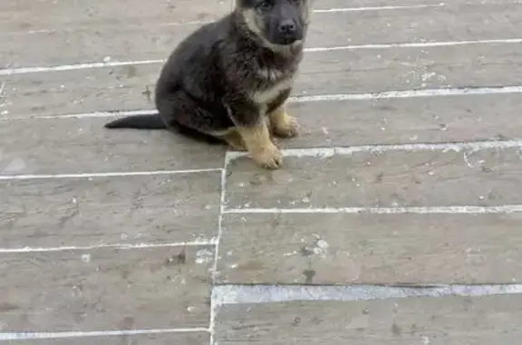 Пропал собака, улица Розы Люксембург, 16, Тулун - двухмесячный ручной мальчик - photo