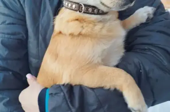 Объявления о пропавших и найденных животных, Донской, фото: Найдена собака, женский пол, улица Вахрушева, 45, городской округ Донской