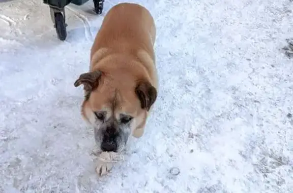 Найдена собака, Уфа, фото: Найдена собака, Уфа - рыжая, большая