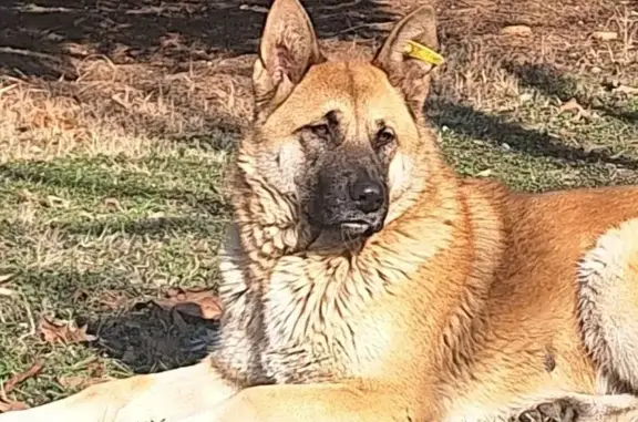 Потерянные животные Днепровская, фото: Пропала собака (девочка), Днепровская, Краснодарский край - ярко рыжая с жёлтой биркой