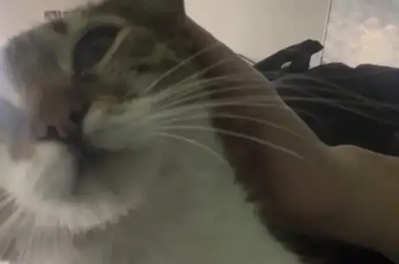 Кошки потеряшки, Ростов-на-Дону, фото: Потеряшка кошка, улица Жмайлова, 4Г, Ростов-на-Дону - забрал местный житель