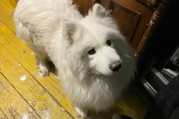 Найдена собака, Вознесенское, фото: Найдена собака, женский пол, ЧКАД, Вознесенское сельское поселение