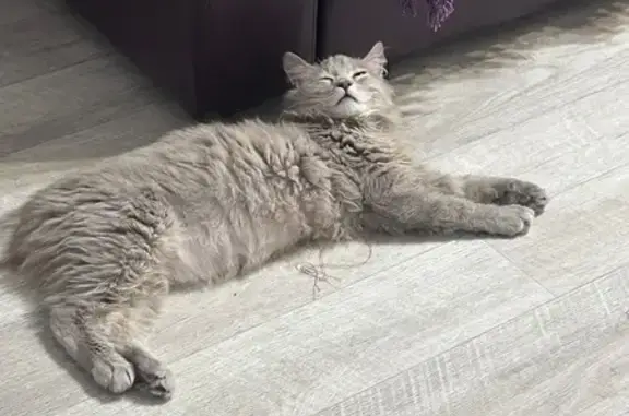 Пропал кот, 133, Элиста - кремового цвета, очень пугливый - photo