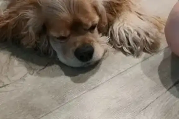 Найдена собака, Лесной, фото: Найден собака, Лесной, Свердловская область - коккер с ошейником