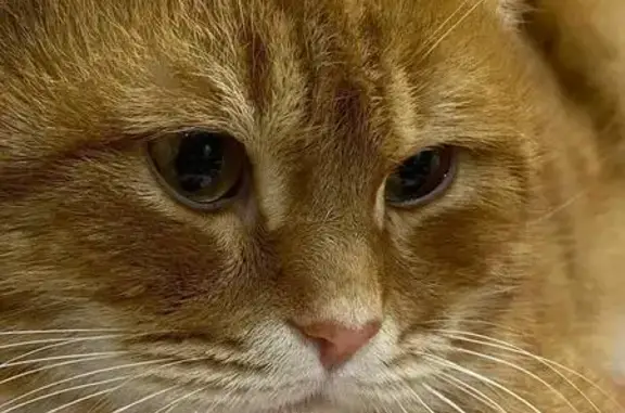 Потерянные животные Пугачев, фото: Пропал кот, улица Кутякова, 15/2, Пугачёв - рыжий в полоску