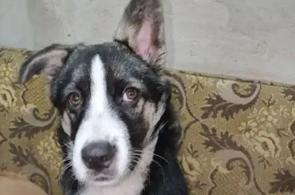 Пропал собака, Луговая улица, 28, Сафоново - черно-белый окрас, одно ухо висит - photo