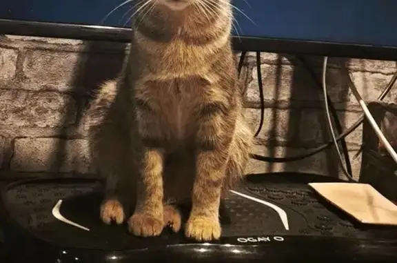 Пропал кот, Осыпная улица, Кострома - светло-серый, зелёные глаза - photo