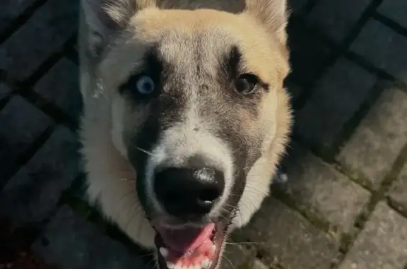 Пропал собака, Яблоневка, Калининградская область - photo