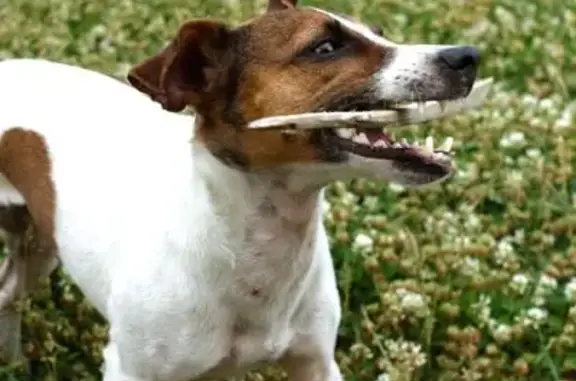 Собаки потеряшки, Южно-Сахалинск, фото: Потеряшка собака, Ближняя улица, Южно-Сахалинск - джек-рассел-терьер без ошейника