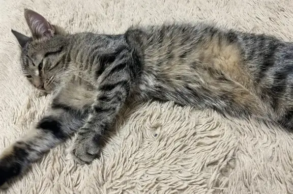 Найдена кошка, Тверь, фото: Найдена кошка, Петербургское шоссе, 99, городской округ Тверь - ласковая и домашняя