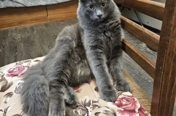 Пропал кот, Октябрьская улица, 29, Саратов - серый окрас, похож на Мейкуна - photo