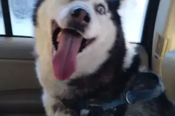 Хаски 4-5 лет.Молодой кобель.Собака найдена на дороге Ржев-Сухуша