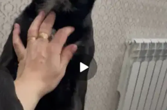 Пропал собака, мужской, улица Горяева, Курган - чёрный с белыми лапками - photo