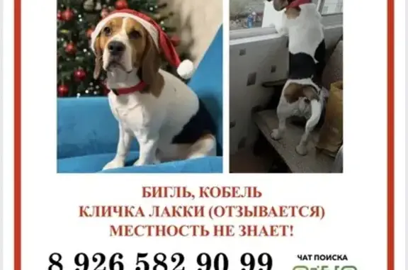 Собаки потеряшки, Москва, фото: Потеряшка собака, Флотская улица, 98, Москва - бигль по кличке Лакки