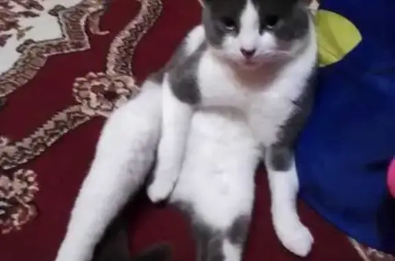 Пропала кошка, проспект Победы, городской округ Тверь - вислоухий шотландский кот - photo