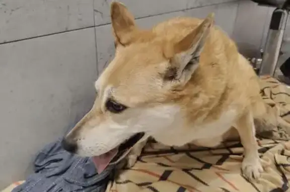 Найдена собака, Санкт-Петербург, фото: Найдена собака, Елизаветинская улица, Санкт-Петербург - рыже-белая, вес 40 кг