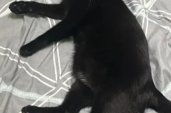 Пропал кот, улица Ленина, 22, Минеральные Воды - вислоухий, чёрный, гладкошёрстный - photo