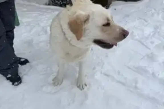 Найдена собака, Екатеринбург, фото: Найдена собака, Походная улица, 2, Екатеринбург - бежевый окрас