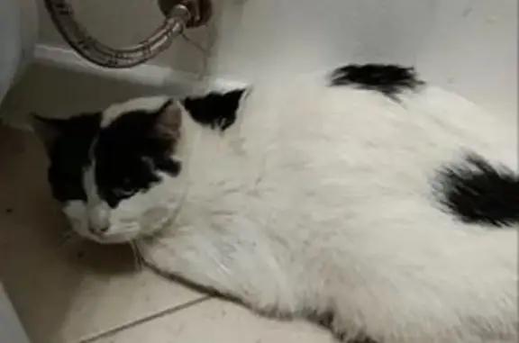 Найдена кошка, Советск, фото: Найдена кошка, улица Гагарина, Советск - ударилась о стену