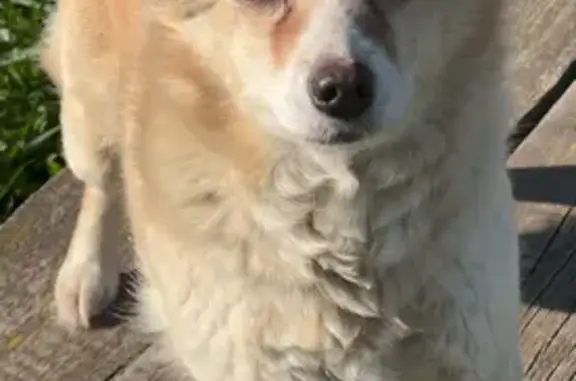 Пропала собака, Республиканская улица, 6, Ревда - выбежала со двора - photo