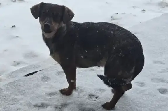 Найдена собака, Пенза, фото: Найдена собака, улица Антонова, 5Г, Пенза - Лялька боится людей