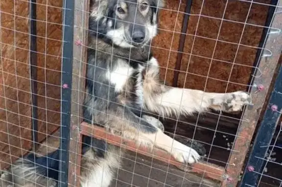 Собаки потеряшки, Льгов, фото: Потеряшка собака, улица Лермонтова, городской округ Льгов - синий ошейник, откликается на кличку Барон