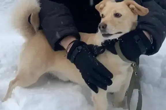 Пропал собака, улица Мичурина, 79, Томск - светло рыжий окрас - photo