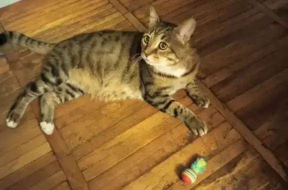 Пропал кот, улица Расковой, Москва - тигровый окрас, белые носочки - photo