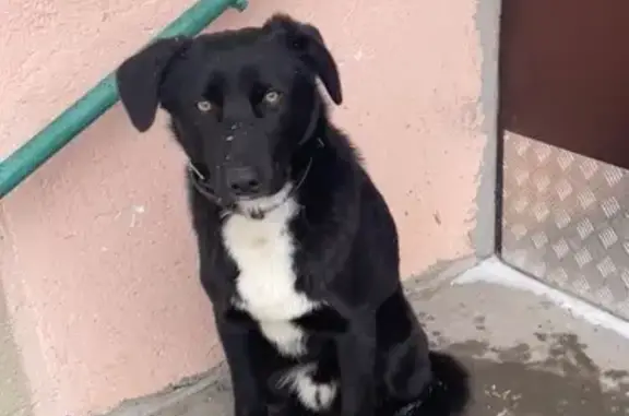 Найдена собака, Уфа, фото: Найдена собака, Уфа, Башкирия - чёрная с белыми лапками и грудью