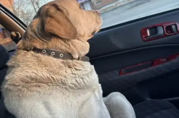 Найдена собака, Абакан, фото: Найден собака, улица Вознесения, Абакан - лабрадор с ошейником