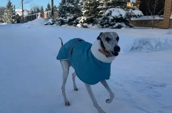 Пропал собака, Куйвозовское сельское поселение, Ленинградская область - малая английская борзая - photo