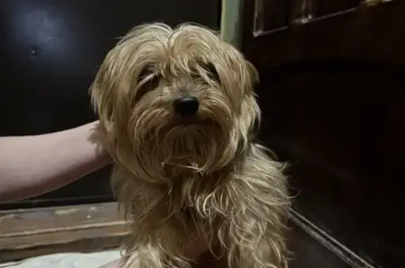 Найдена собака, Нижний Новгород, фото: Найден собака, Заречный бульвар, 3, Нижний Новгород - йоркский терьер с зелёным поводком