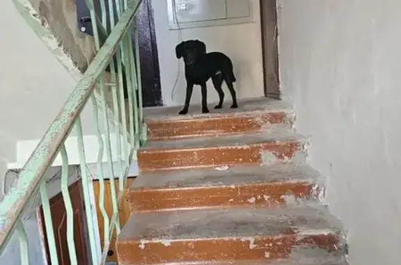 Найденные животные Ростов-на-Дону, фото: Найдена собака, Просёлочная улица, 9/71, Ростов-на-Дону