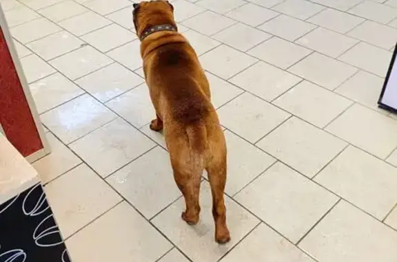 Найдена собака, Волгоград, фото: Найдена собака, улица Качинцев, Волгоград - бегает возле магазина