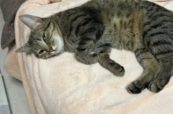 Найдена кошка, Вязники, фото: Найдена кошка, 2-я Луговая улица, Вязники