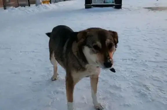 Найдена собака, Владимир, фото: Найдена собака, Дворянская улица, Владимир