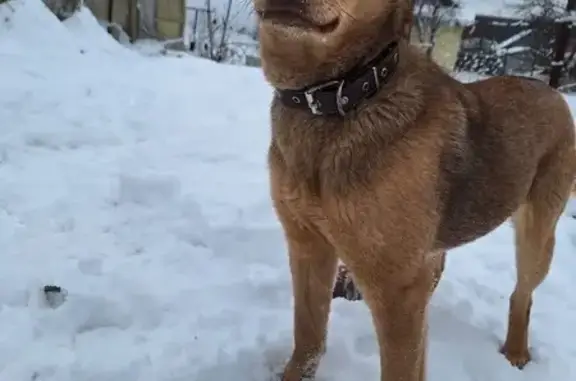 Пропала собака, улица Кутузова, Чебоксары - девочка Лесси - photo