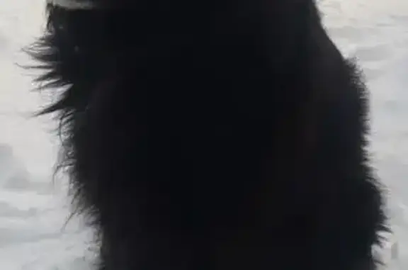 Пропал собака, улица Калинина, 17, Иваново - чёрный, пушистый, среднего размера - photo