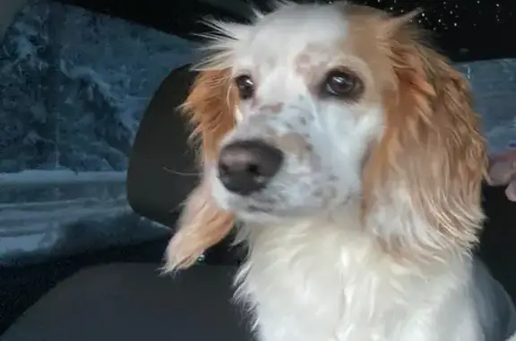 Собаки потеряшки, Ханты-Мансийск, фото: Потеряшка собака, женский пол, Тихая улица, Ханты-Мансийск